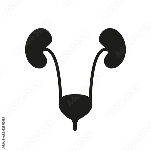 Human urinary bladder system with kidneys, ureters and urethra flat vector icon for health apps and websites