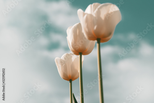 Canvas Print White tulip flowers blooming in a tulip field