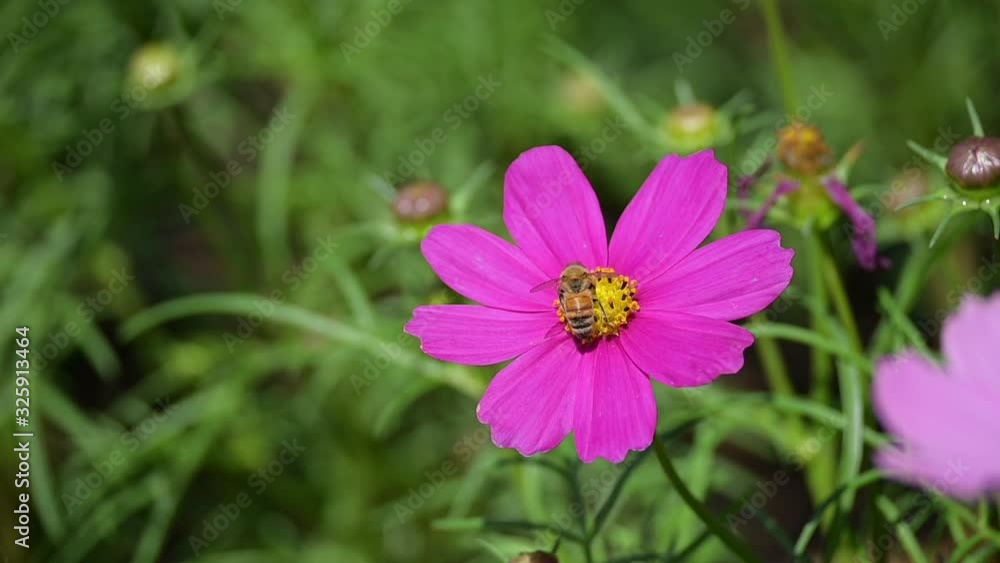 slow motion, bee flying in flower garden of spring season slow motion, bee flying in flower garden of spring season
