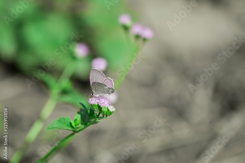 Cupid come and ripe on  praxelis plant photo