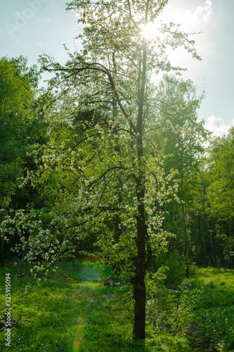 Sunlit forest edge with flowering trees. spring forest landscape