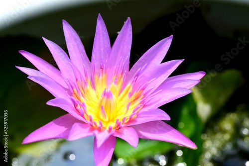 Beautiful Lotus in the lake  Blooming Lotus Flower and reflection in water  selective focus.