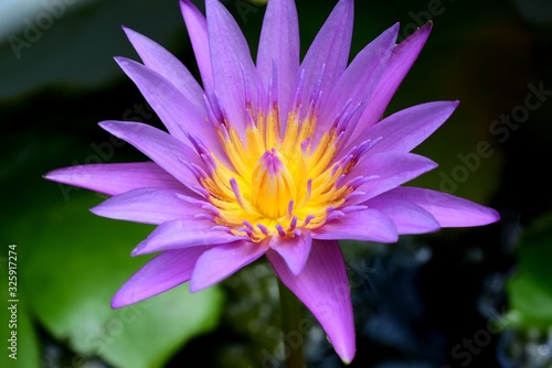 Blooming Lotus Flower and reflection in water  selective focus. 