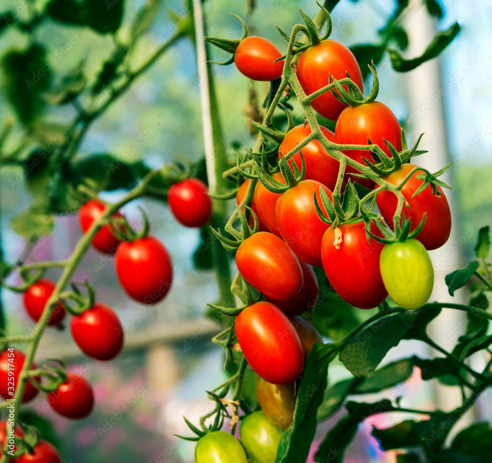 Tomatoes in the garden,Vegetable garden with plants of red tomatoes.