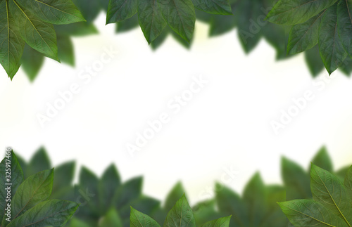 Spring green leaf frame on a white background and copy space