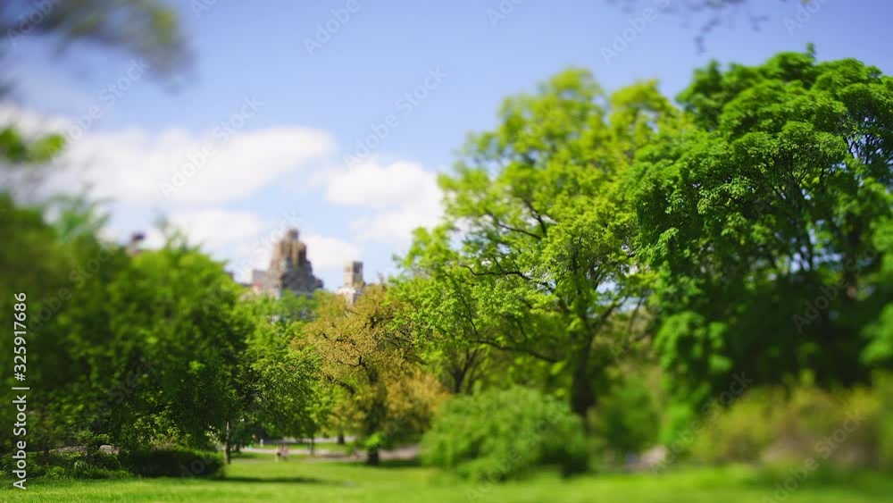 Many fresh green trees grow in the Central Park in the springtime at New York City NY USA on May. 08 2019. Central Park West buildings can be seen behind. Many fresh green trees grow in the Central Park in the springtime at New York City NY USA on May. 08 2019. Central Park West buildings can be seen behind.