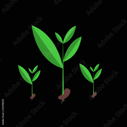 Seedlings that are growing out of seeds vector illustrator EPS10.