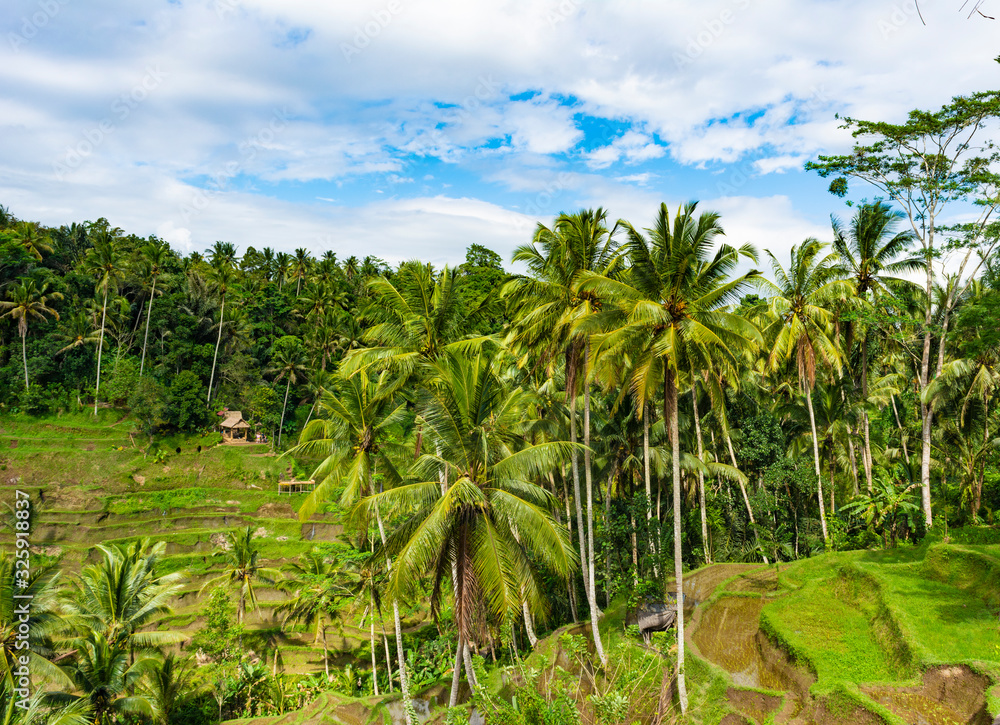 Tegalalang rice terrace in Ubud, Bali, Indonesia. Tegalalang rice terrace in Ubud, Bali, Indonesia.