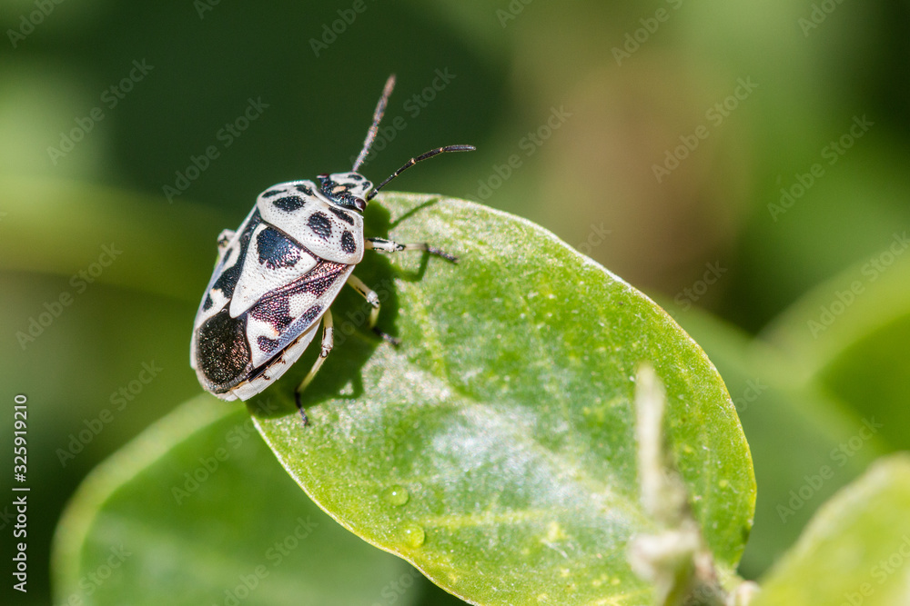 Naklejka premium Black and white insect