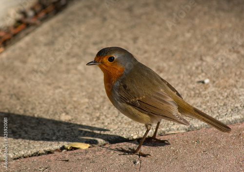 Robin in the garden