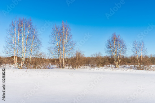 Young birch forest in winter in the sunshine against a blue sky. Winter landscape