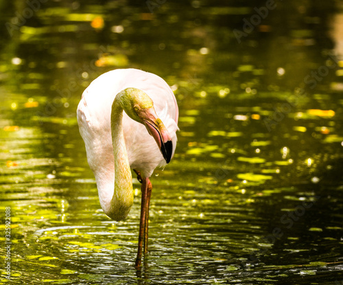 Canvas Print Flamingo isolated, Kuala Lumpur Bird Park, Malesia