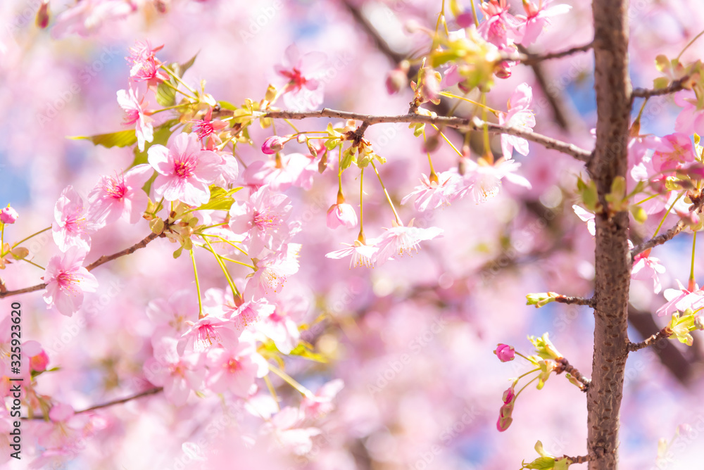 桜の花 桜の花