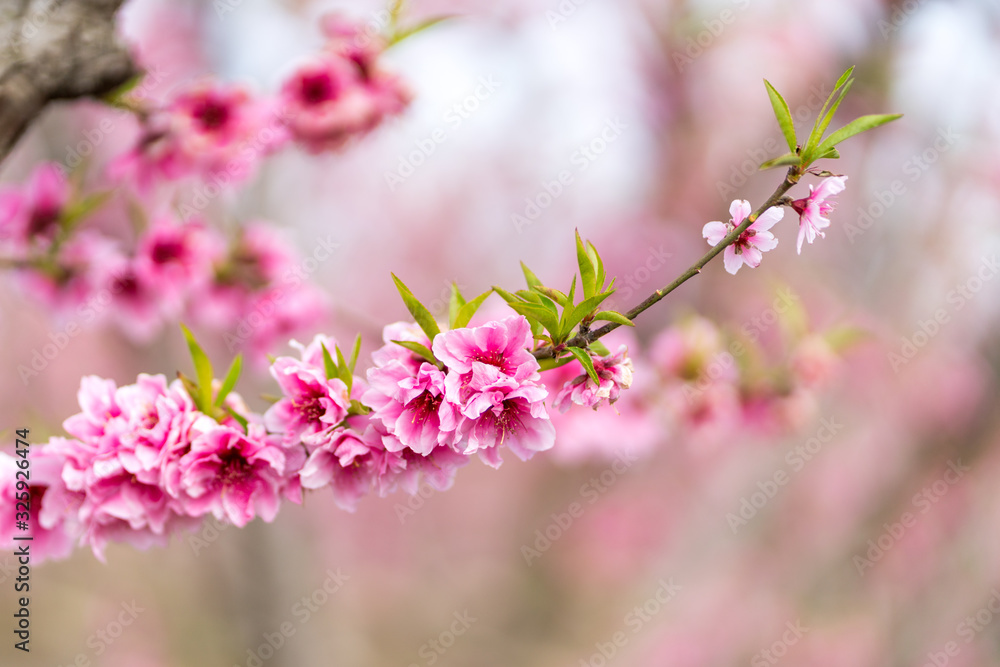 Peach Blossom Peach Blossom