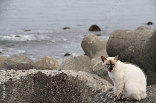 Cat by the ocean