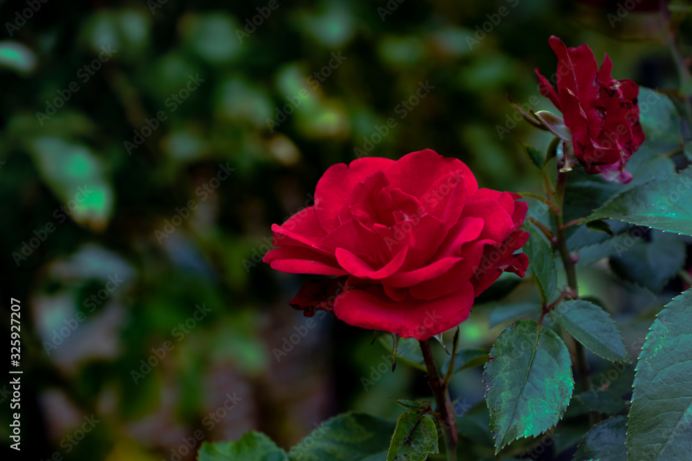 Photograph of a beautiful red rose outdoors during summer.
