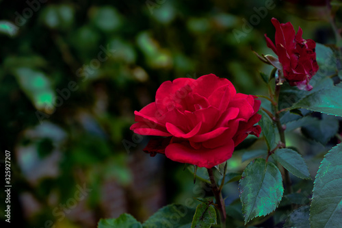 Photograph of a beautiful red rose outdoors during summer.