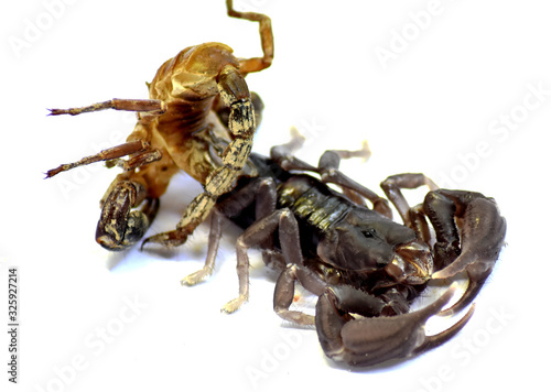 The purple scorpion is molting brown from its tail, isolated on a white background. photo