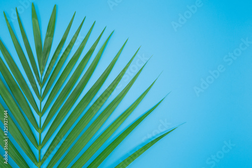 Palm leaf on light blue background.