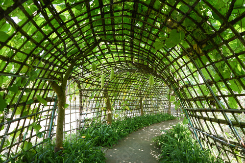 bamboo tunnel with green plant on top and beside along a walkway and winter melons hang on the tunnel