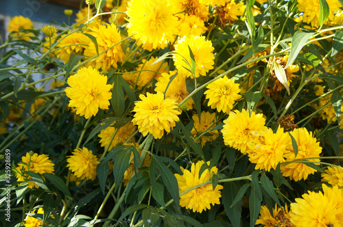 Rudbeckia laciniata cutleaf coneflower golden ball yellow flowers photo