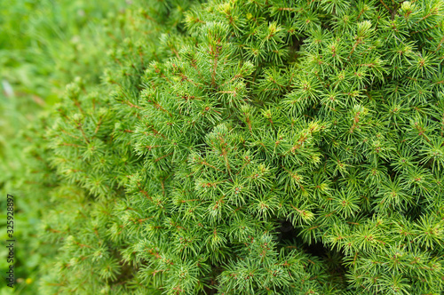 Picea glauca conica white spruce green tree photo