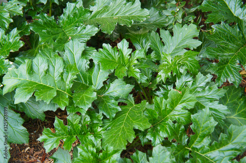 Photo Acanthus mollis or bear's breeches green foliage background