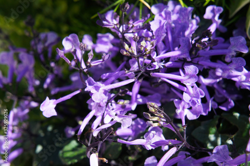 Konstfotografi Plectranthus mona lavender spurflowers violet flowers