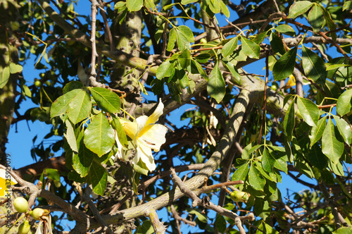 Tree of ceiba chodatii  blossoming yellow flowers  photo