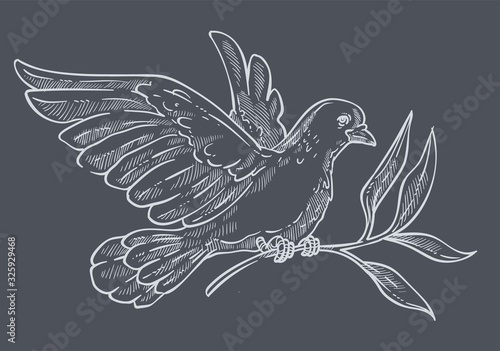 Dove or pigeon with olive branch isolated sketch or chalk drawing