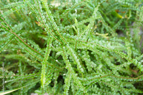 Nephrolepis cordifolia or fishbone fern green background photo