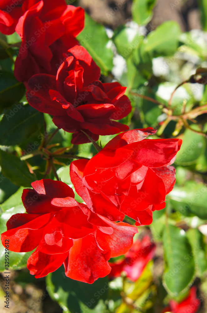 Floribunda rose sevillana red flowers vertcial Floribunda rose sevillana red flowers vertcial