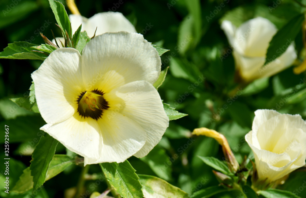 yellow flower in garden yellow flower in garden