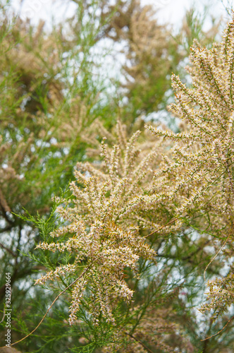 Tamarix africana tetrandra blossoming white tree vertical