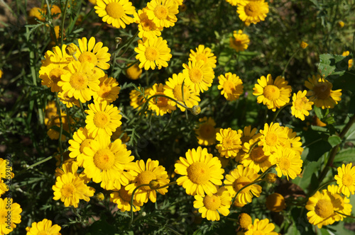 Cota tinctoria or golden marguerite yellow flowers in garden photo