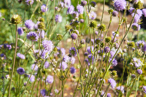Knautia arvensis or field scabious violet flowers in garden photo