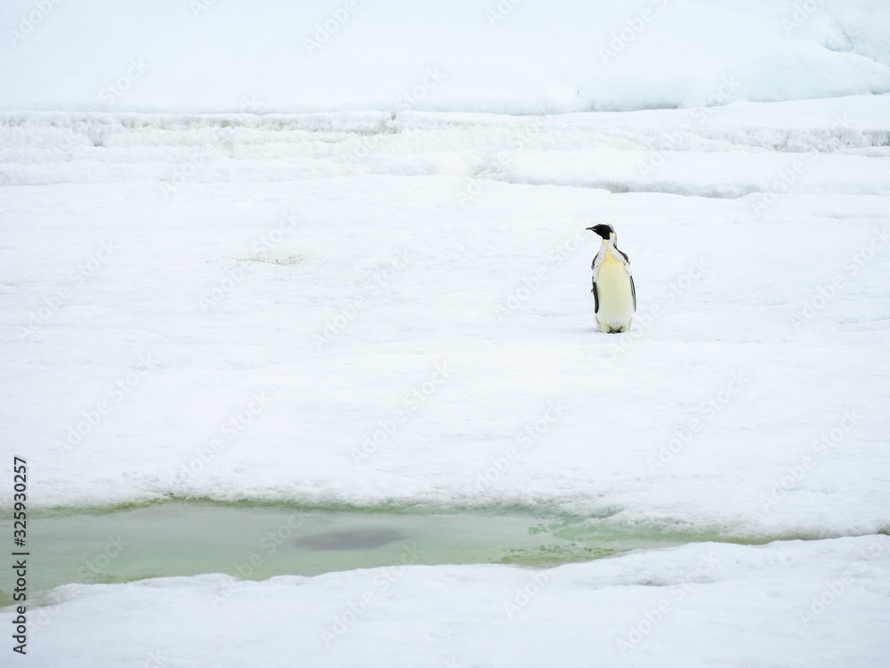 Obraz premium imperator penguin alone on ice in Antarctica