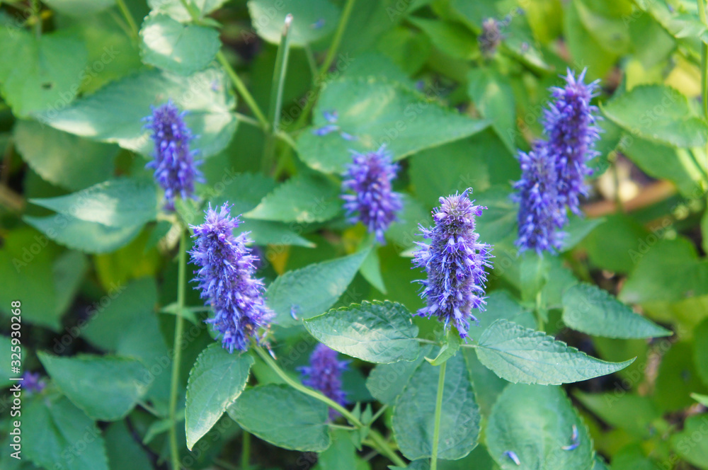 Agastache foeniculum or anise hyssop plant Agastache foeniculum or anise hyssop plant