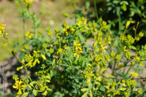 Fotografie ruta graveolens jackman's blue  green plant with yellow flowers