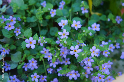 Bacopa monnieri gulliver blue flowers 