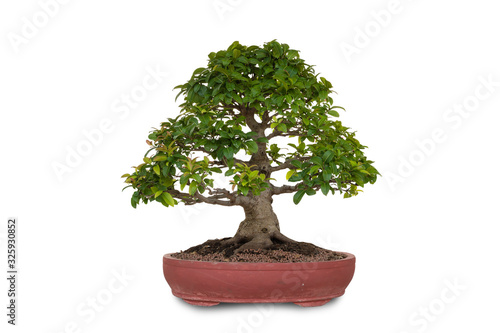 Small bonsai tree in a ceramic pot isolated on a white background with Clipping Path.