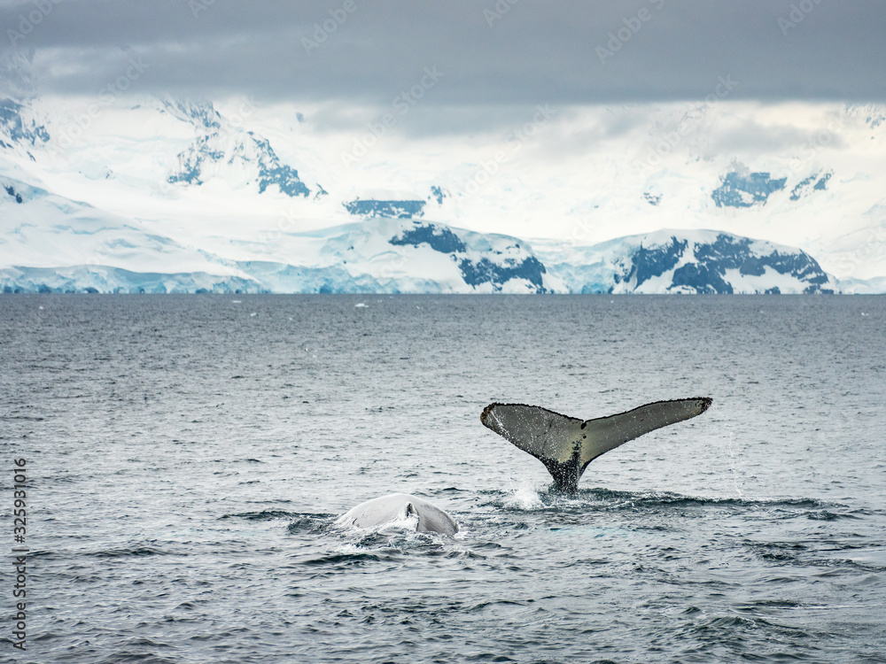 Fototapeta premium tail of whale with view to faraway mountains in Antarctica