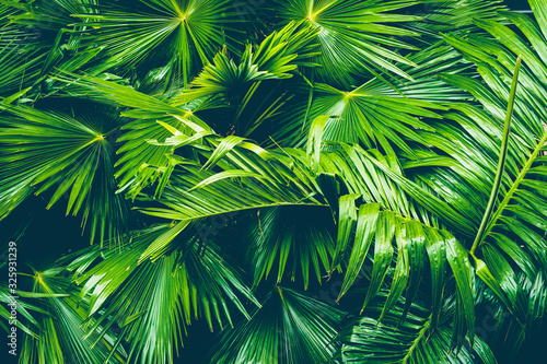 Beautiful tropical nature of palm leaf for copy space or text