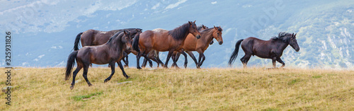Free wild horses roaming on mountain pastures in the summer  in the Transylvanian Alps