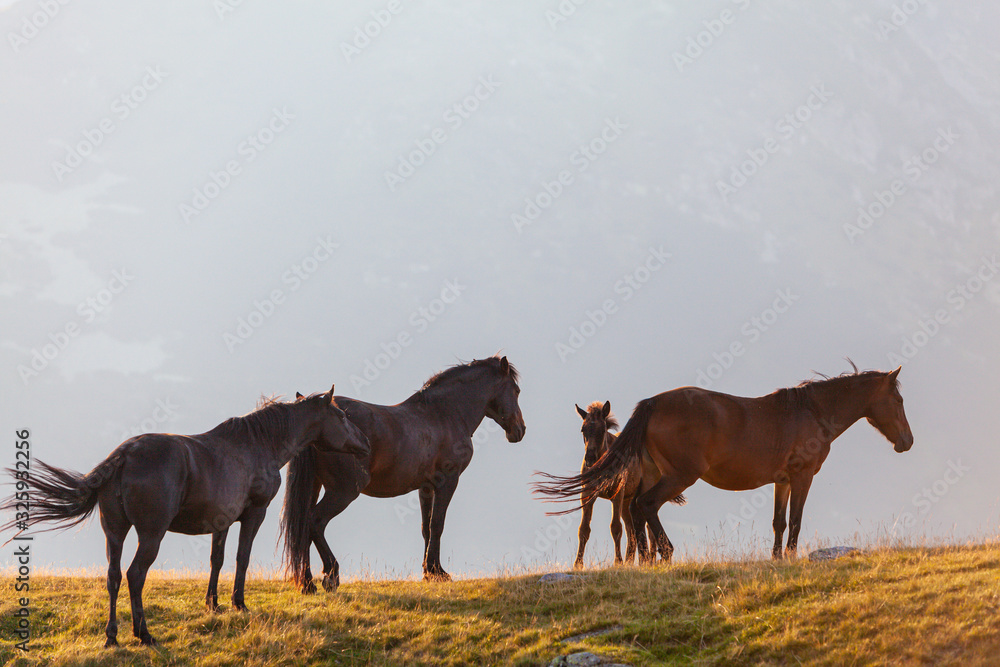 Wild horses roaming free in the mountains, under warm evening light Wild horses roaming free in the mountains, under warm evening light
