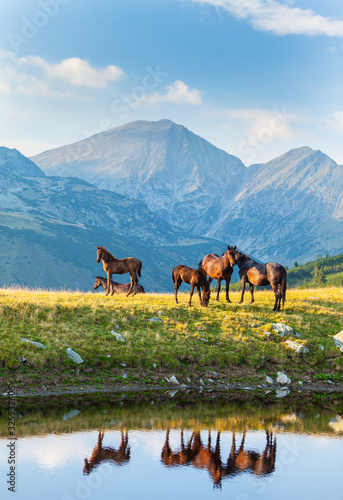 Wild horses roaming free in the mountains  under warm evening light