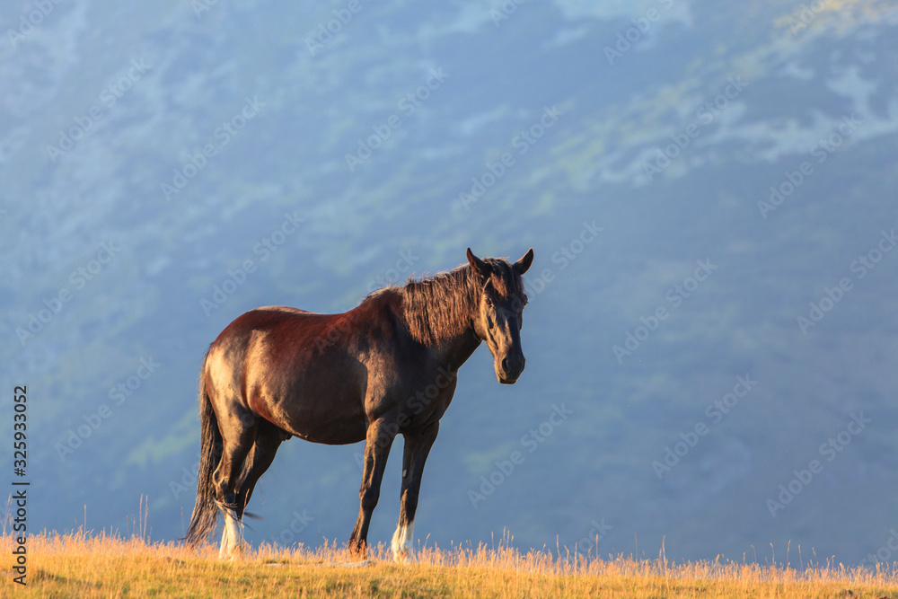 Wild horses roaming free in the mountains, under warm evening light
