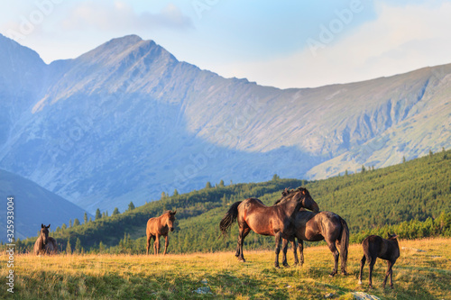 Wild horses roaming free in the mountains, under warm evening light © Calin Tatu