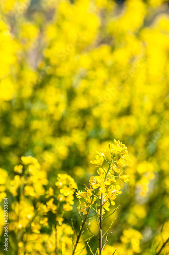 長浜の菜の花