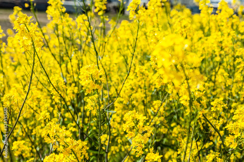 長浜の菜の花